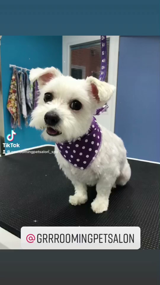 GRRR...ooming Pet Salon & Spa - Κομμωτήριο Σκύλων · Φωτογραφίες 11
