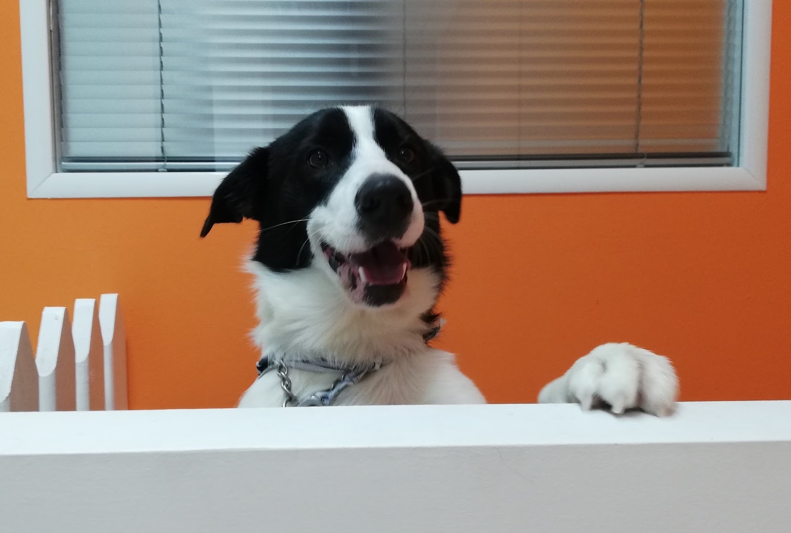GRRR...ooming Pet Salon & Spa - Κομμωτήριο Σκύλων · Φωτογραφίες 2