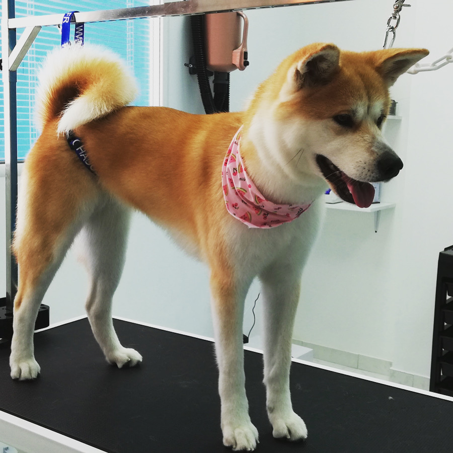 GRRR...ooming Pet Salon & Spa - Κομμωτήριο Σκύλων · Φωτογραφίες 7