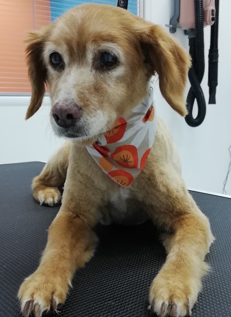 GRRR...ooming Pet Salon & Spa - Κομμωτήριο Σκύλων · Φωτογραφίες 8