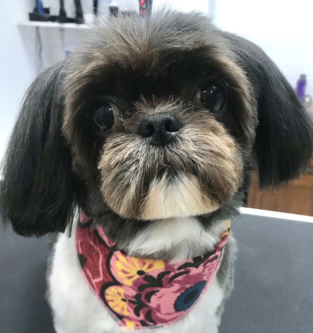 GRRR...ooming Pet Salon & Spa - Κομμωτήριο Σκύλων · Φωτογραφίες 5
