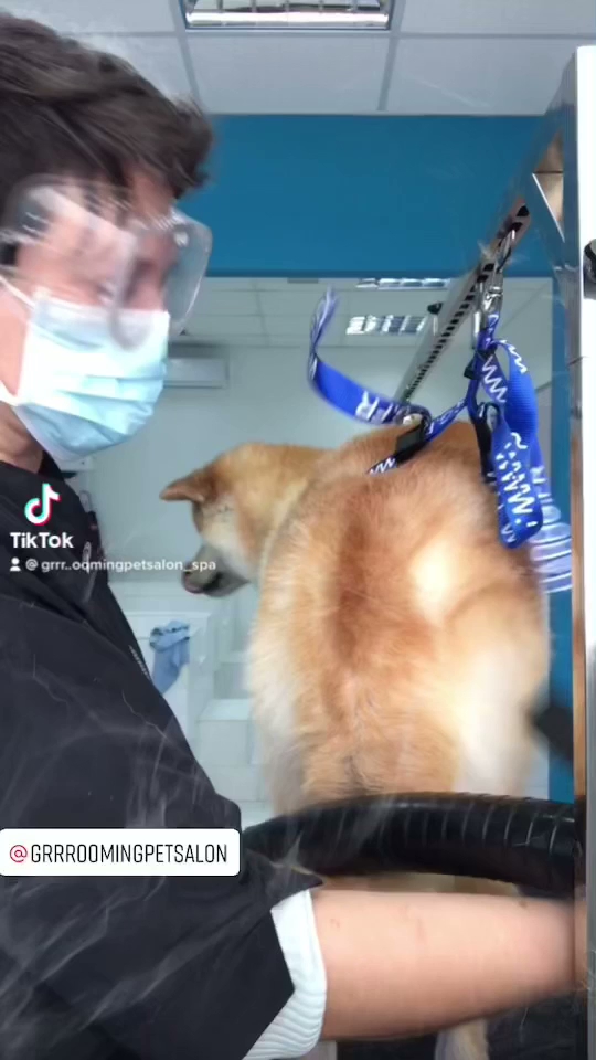 GRRR...ooming Pet Salon & Spa - Κομμωτήριο Σκύλων · Φωτογραφίες 10